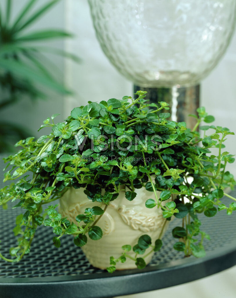 Pilea depressa – pestovanie, starostlivosť a ideálna rastlina do terária