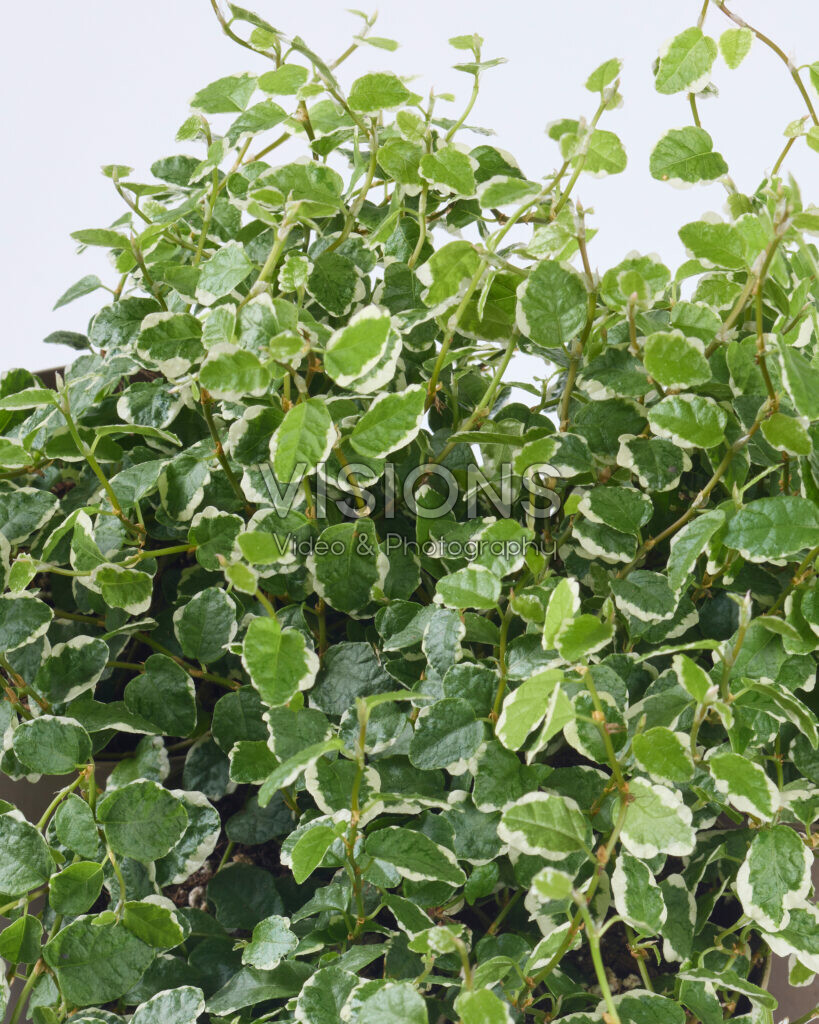 Ficus pumila-White Sunny– pestovanie, starostlivosť a využitie v teráriu