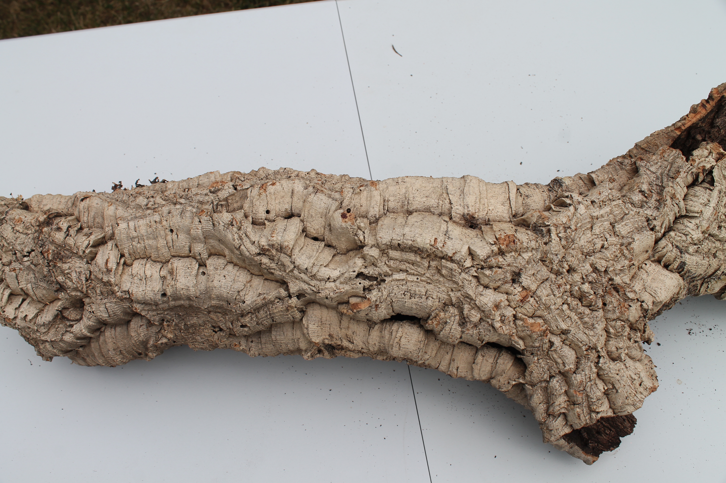 Korok kusový predaj