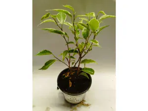 Ficus benjamina veriegata 2.0