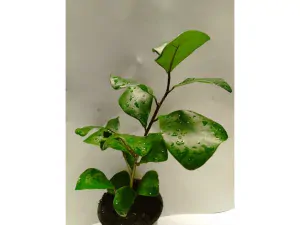 Ficus deltoides