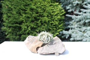 Vzdušná rastlina- Tillandsia Xerographica 