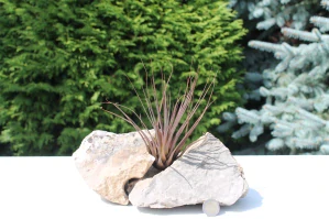 Tillandsia Melanocrater červená 