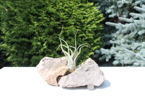 Tillandsia Caput Medusae