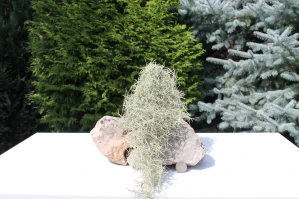 Tillandsia Usneoides grey