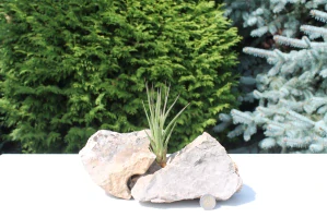 Tillandsia fasciculata medium