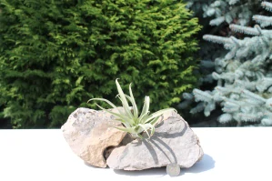 Tillandsia Harrisii