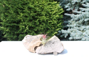 Tillandsia Ionantha Red