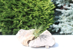 Tillandsia Ionantha Green