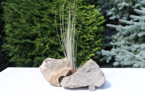 Tillandsia Juncea