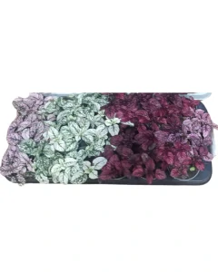 Hypoestes phyllostachya 