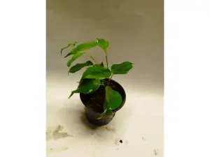Ficus benjamina