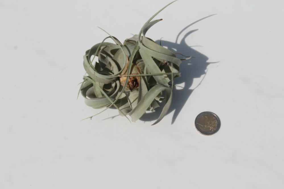 Vzdušná rastlina- Tillandsia Xerographica 