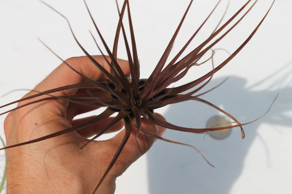 Tillandsia Melanocrater červená 