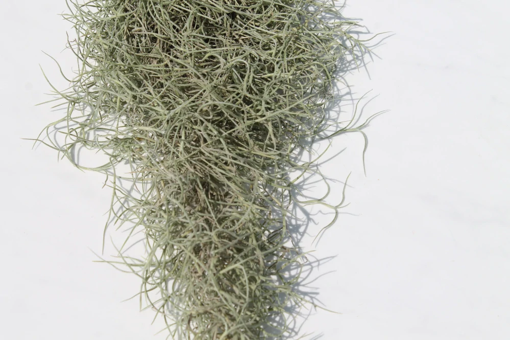 Tillandsia Usneoides grey