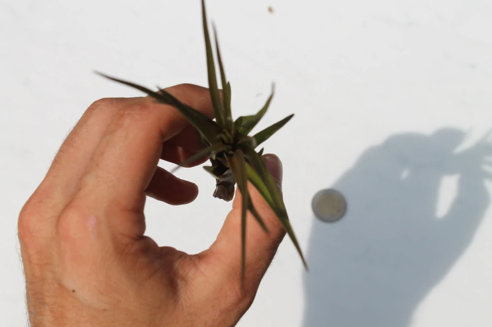 Tillandsia fasciculata medium