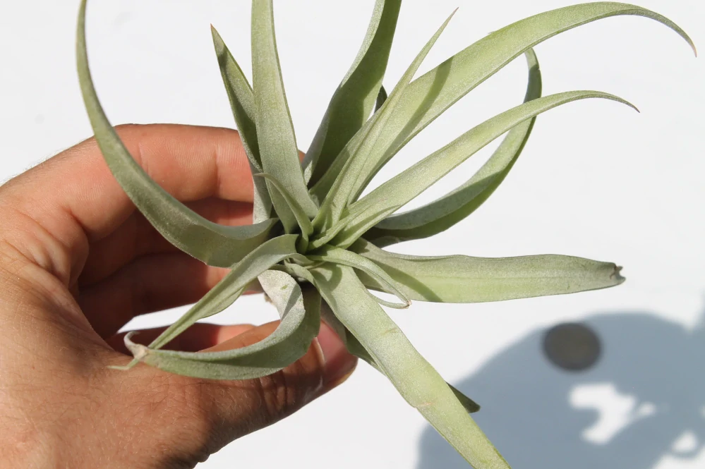 Tillandsia Harrisii