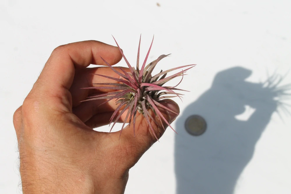 Tillandsia Ionantha Red
