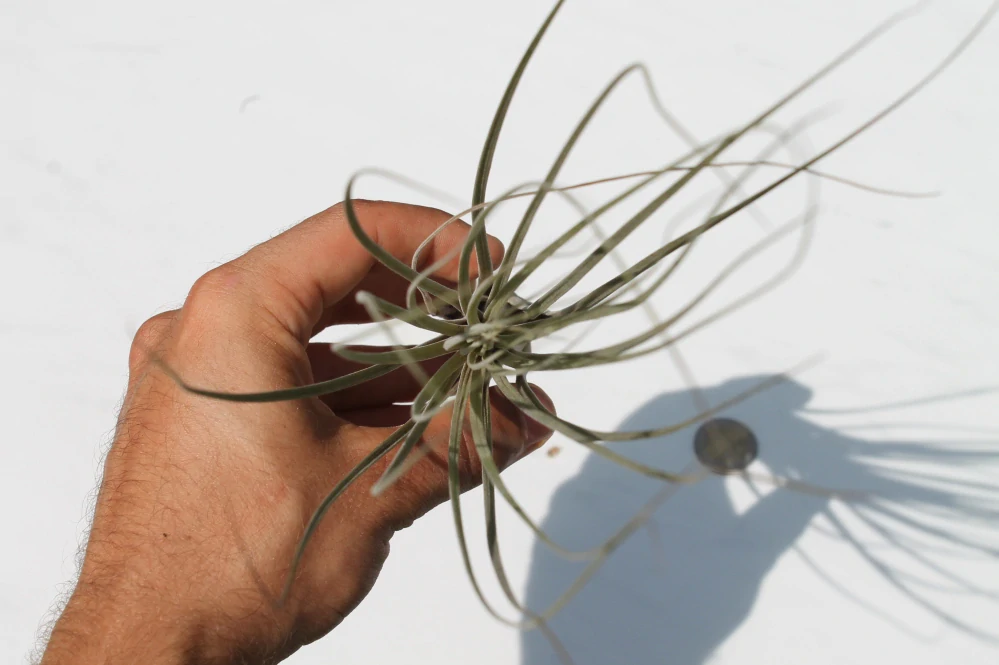 Tillandsia Juncea