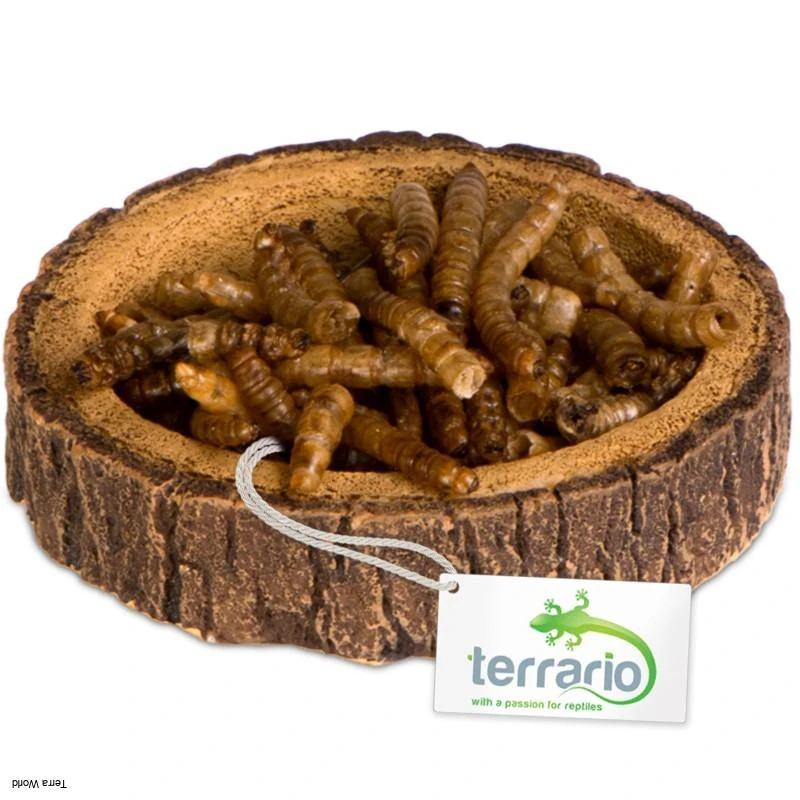 Terrario Tree Ring Bowl XS 