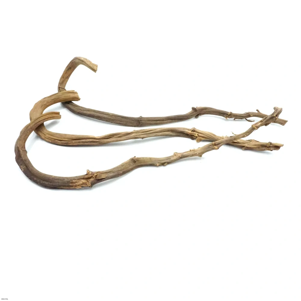 Bio branch banánovník 70-80cm veľká