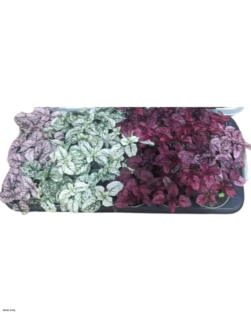 Hypoestes phyllostachya 