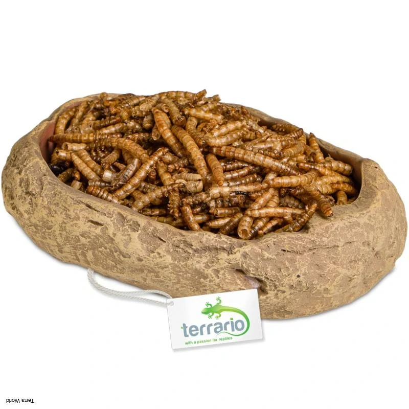 Terrario Rock Oasis M – Terárium miska 14,5x11,5x3,5 cm