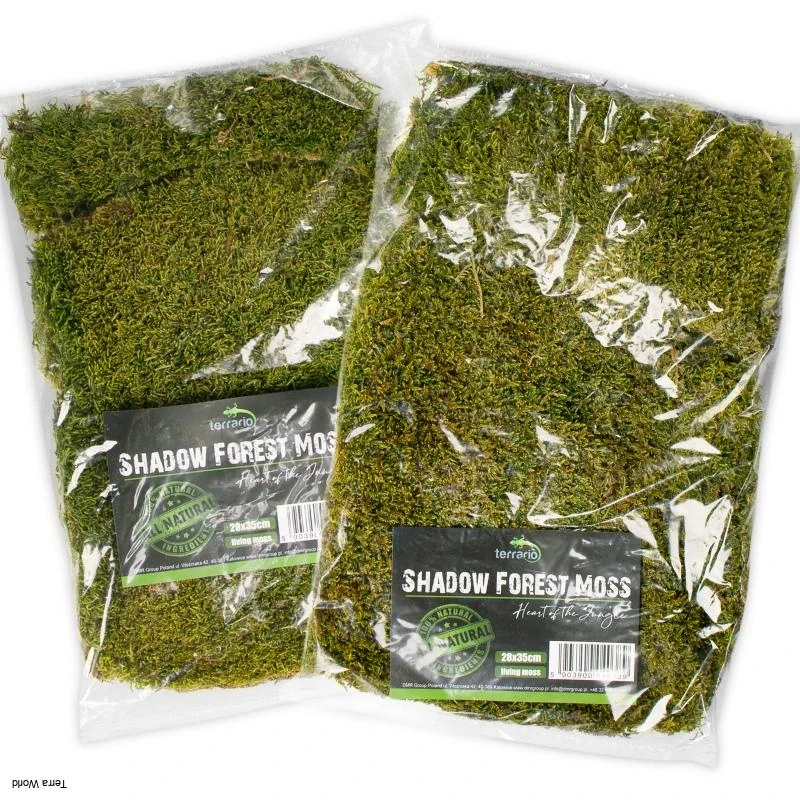 Shadow Forest Moss Terrario – prírodný živý teráriový mach 35 × 28 cm