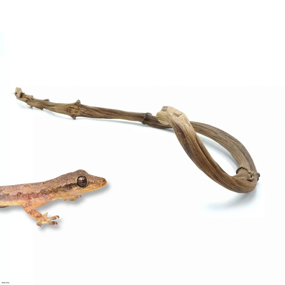 Bio branch banánovník 70-80cm veľká