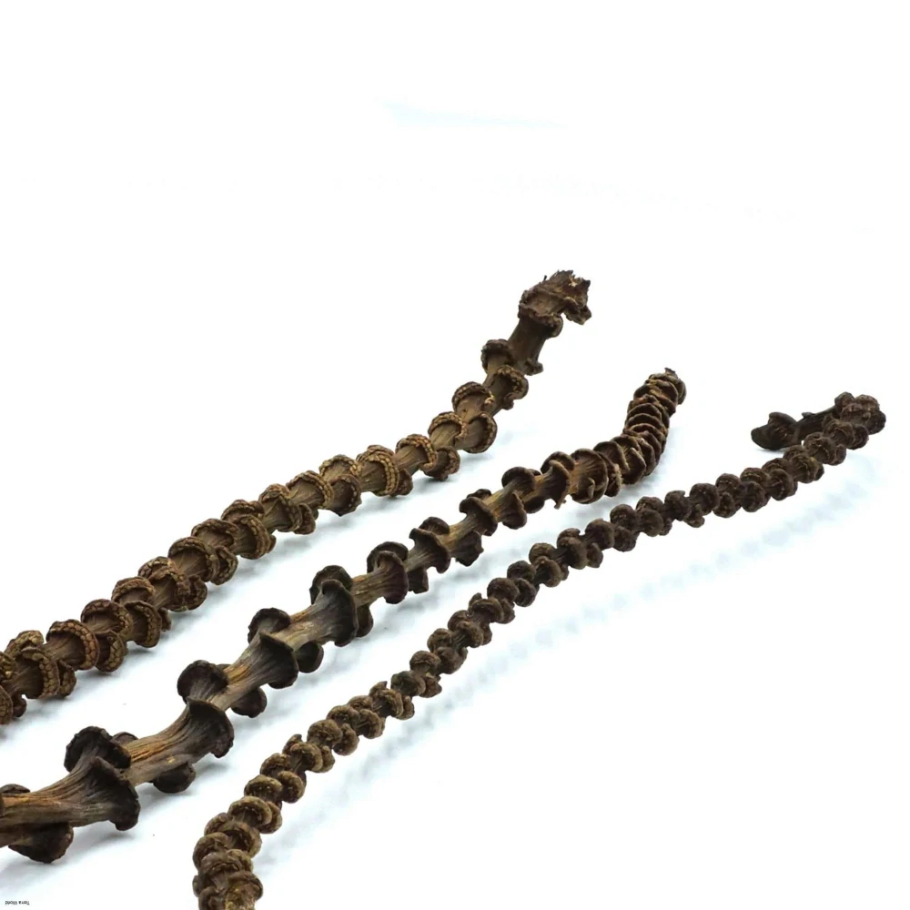 Biobranch vetva z banánovníka 35-40cm