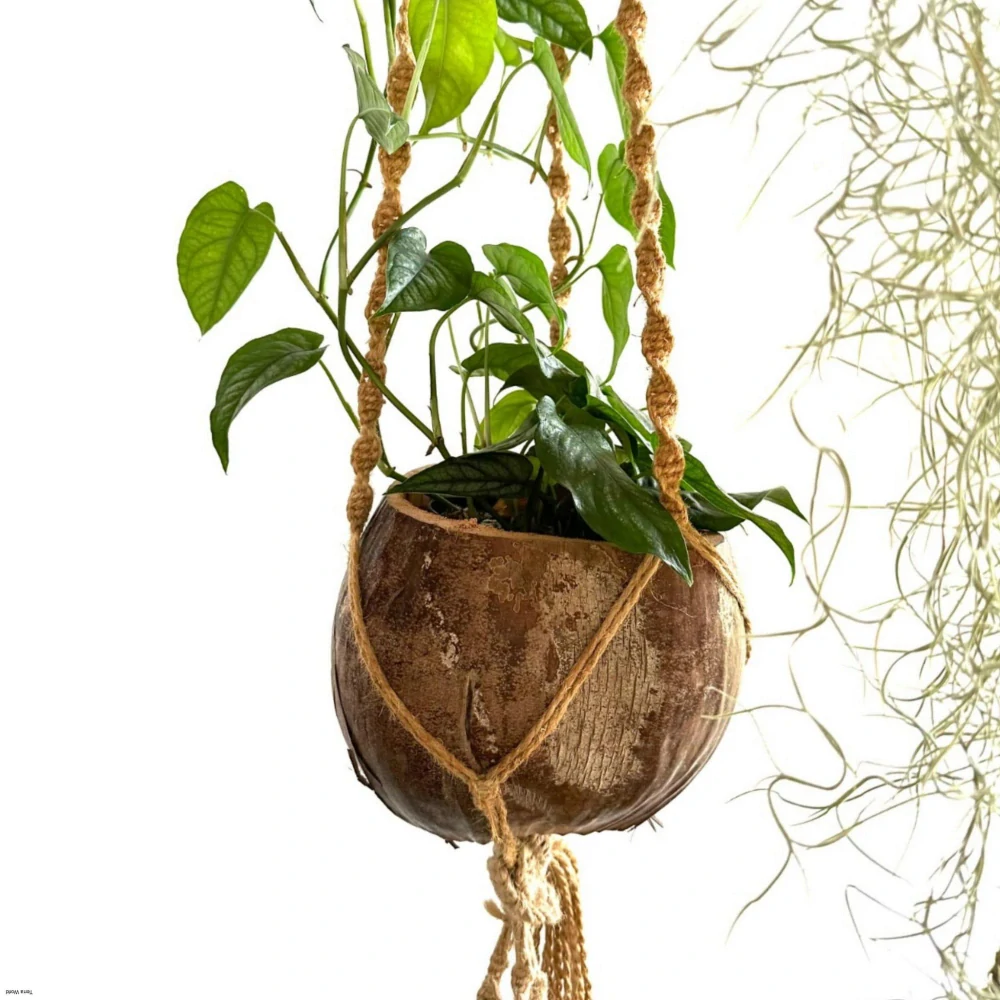 Kokosový kvetináč prírodný