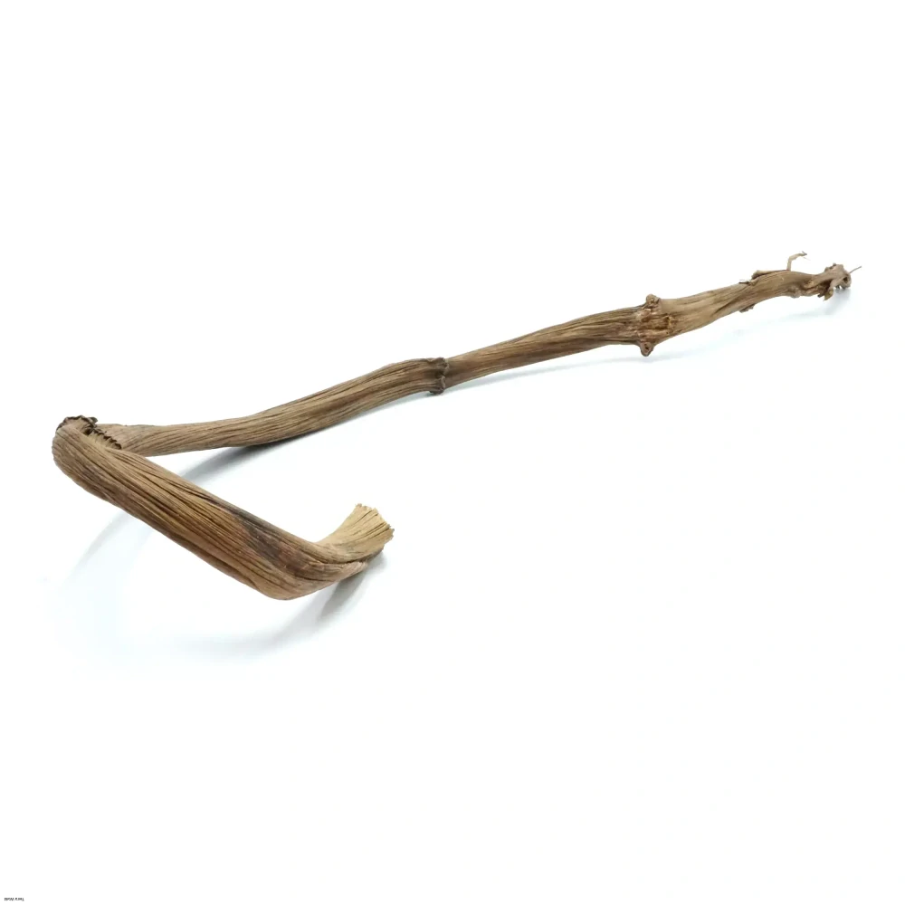 Bio branch banánovník 70-80cm veľká