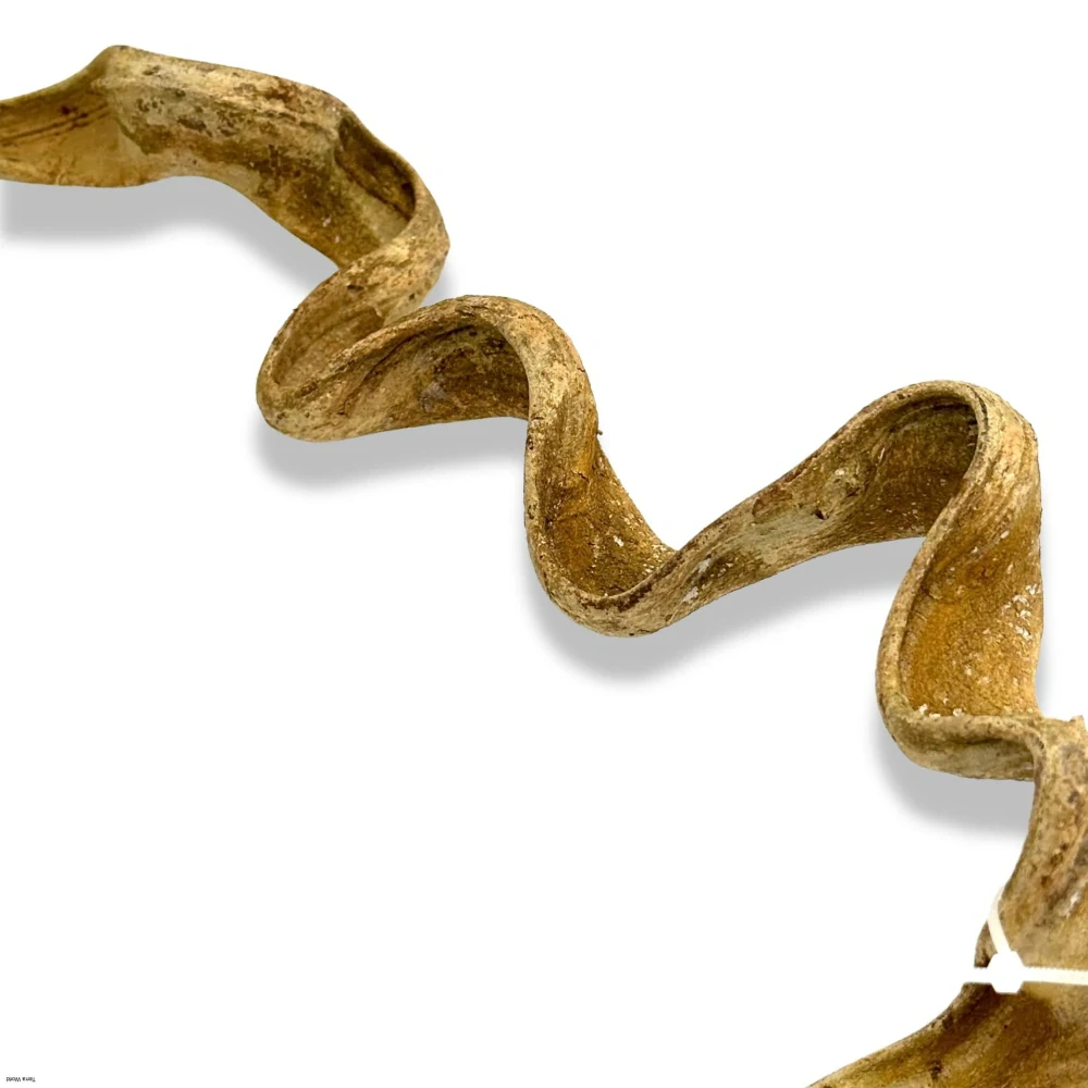 Liána z Vietnamu 30-45cm