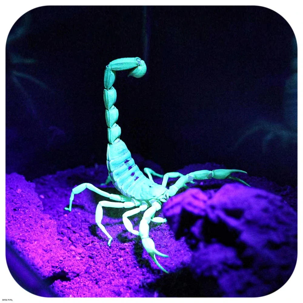Repti-Zoo Mini UV LED 6W - Fialová UV LED lampa pre škorpióny