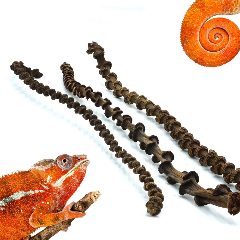 Biobranch vetva z banánovníka 35-40cm