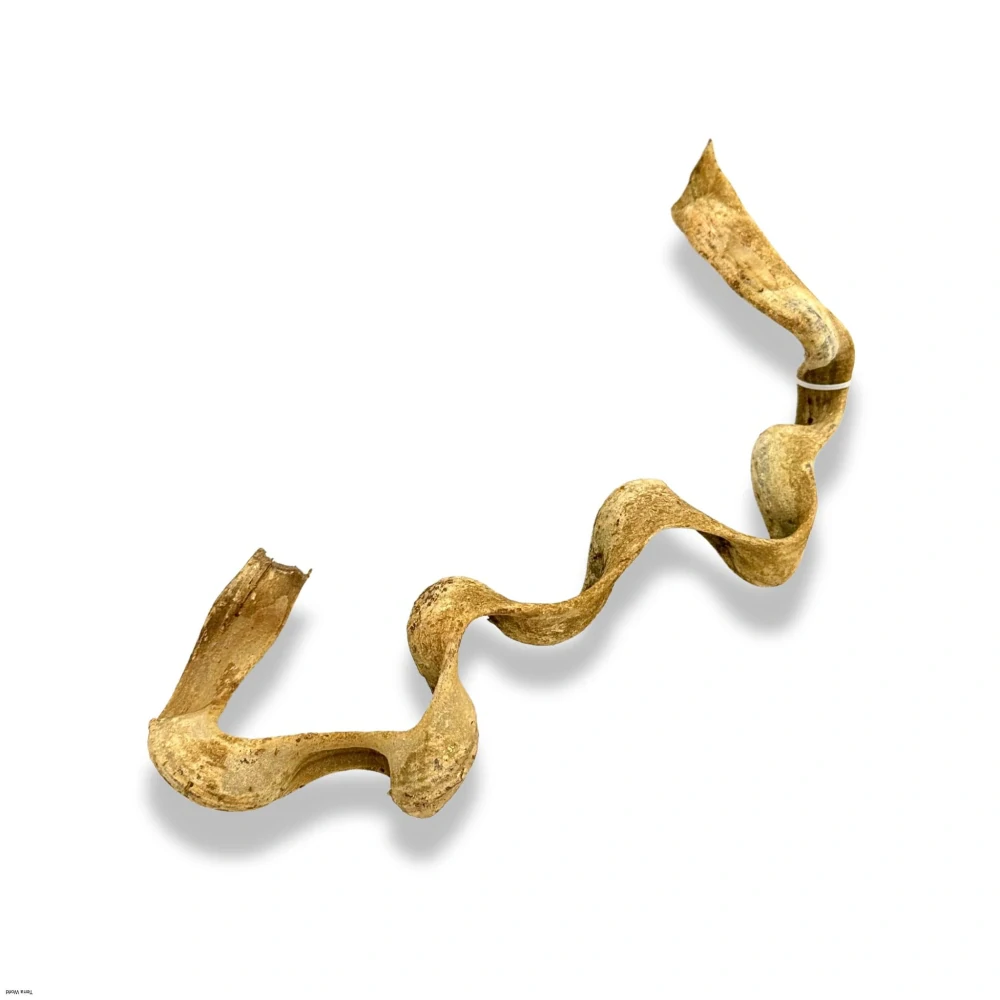 Liána z Vietnamu 30-45cm