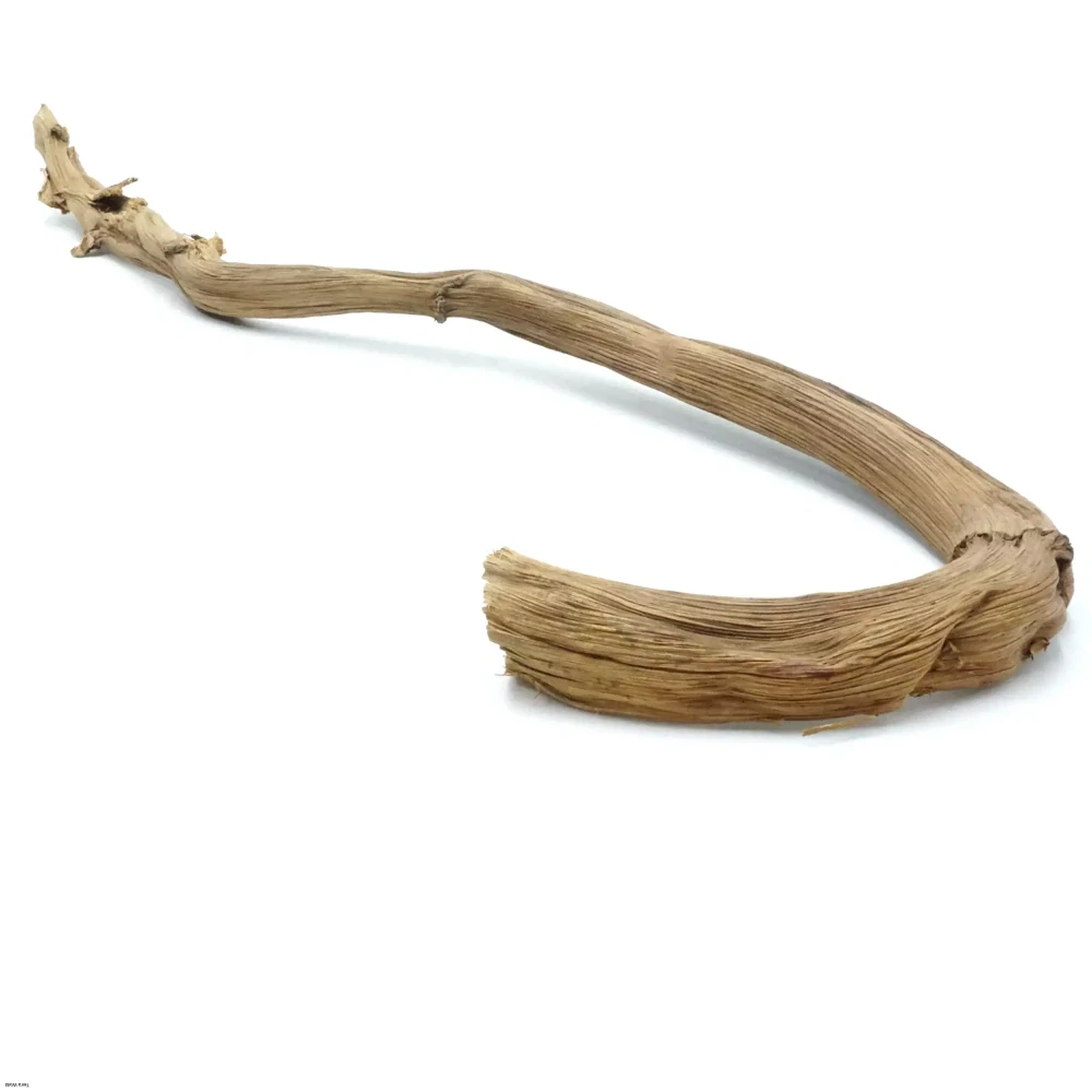 Bio branch banánovník 70-80cm veľká