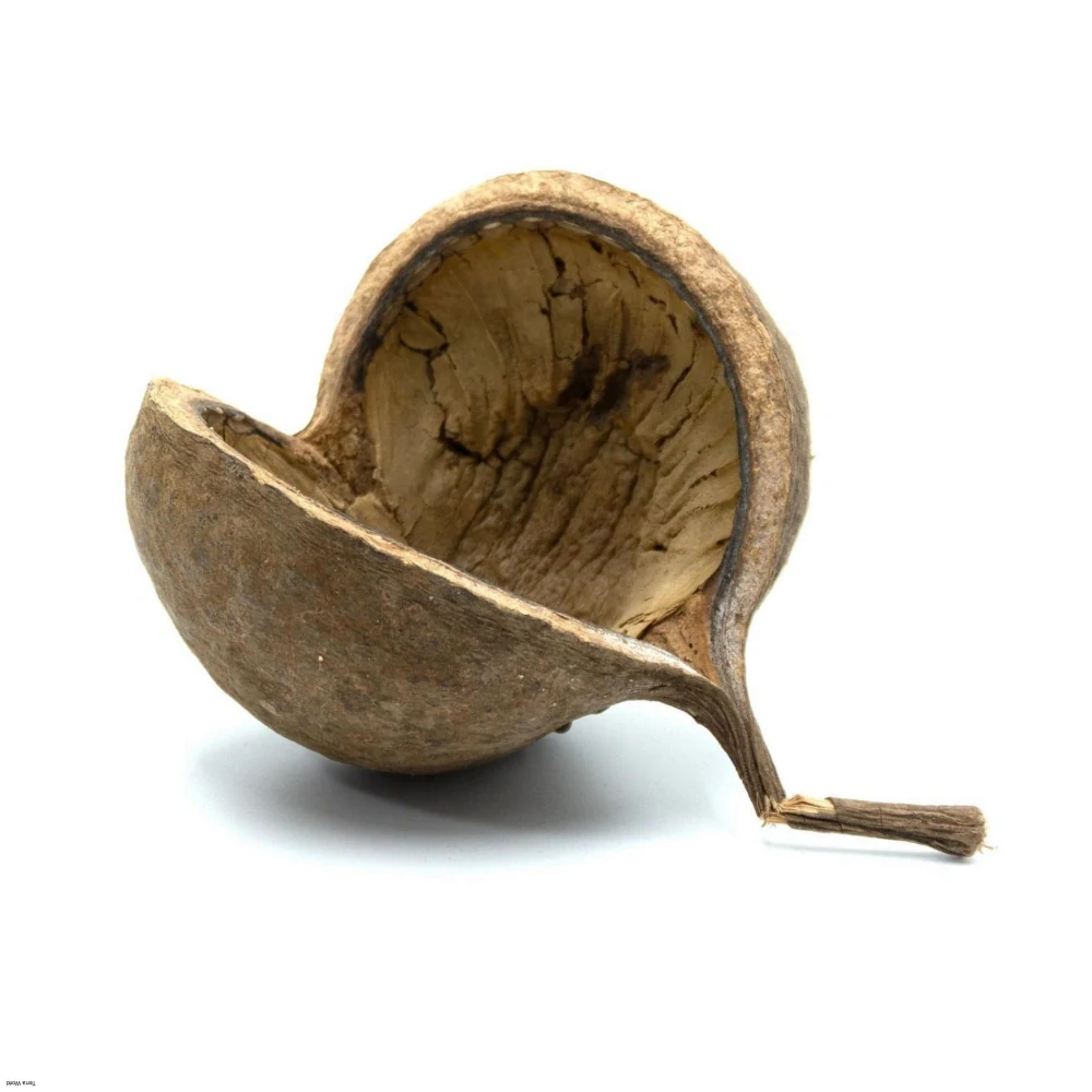 Orech-úkryt 8-15cm