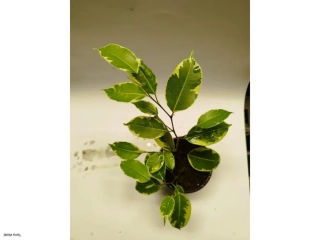 Ficus benjamina veriegata