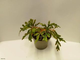 Begonia polilloensis