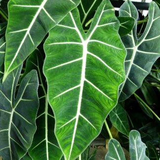 Alocasia Micholitziana
