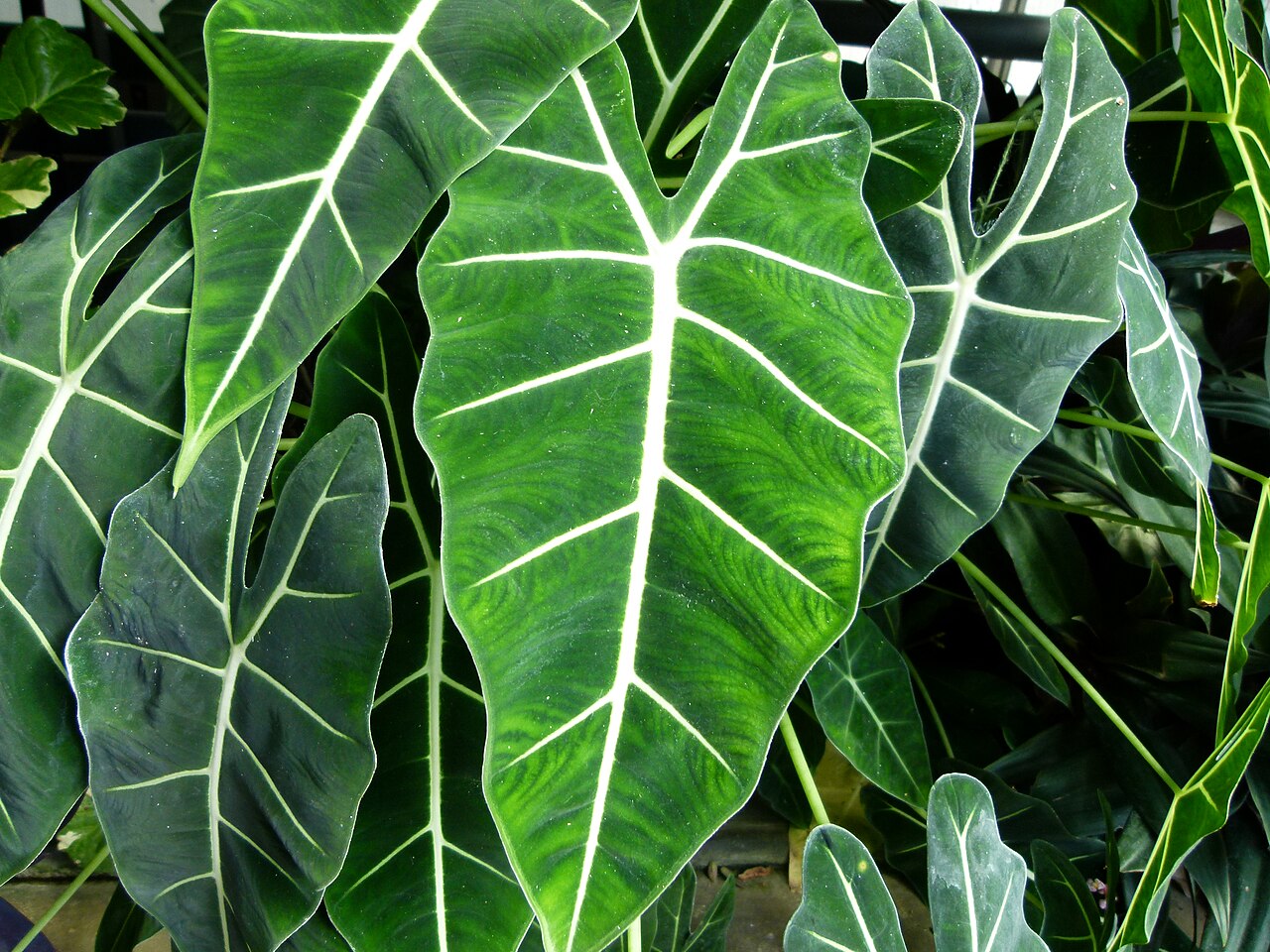 Alocasia Micholitziana