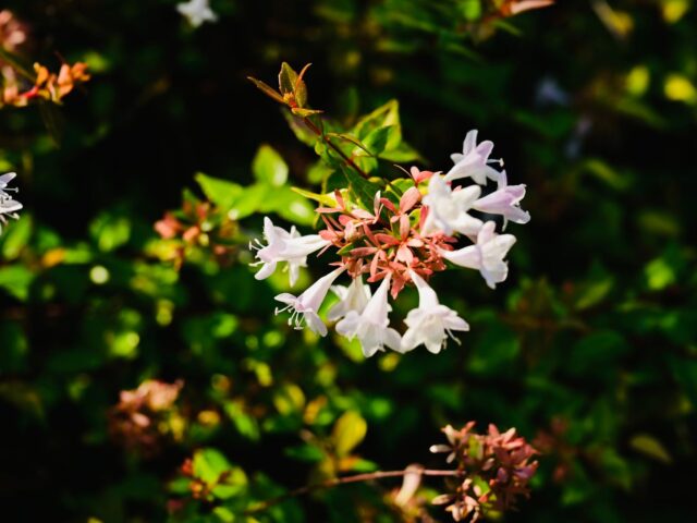 Starostlivosť o Abelia × grandiflora na svetlom stanovišti