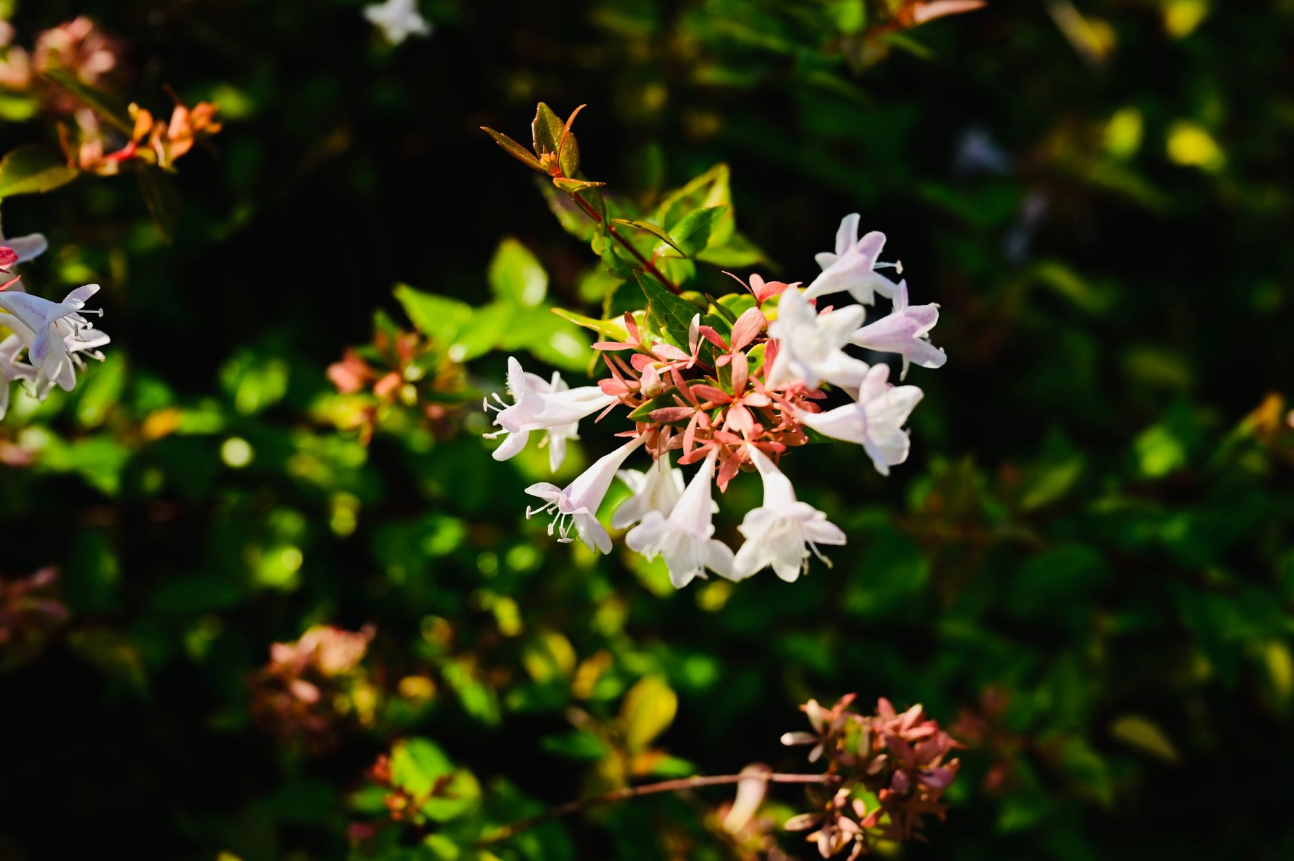 Starostlivosť o Abelia × grandiflora na svetlom stanovišti