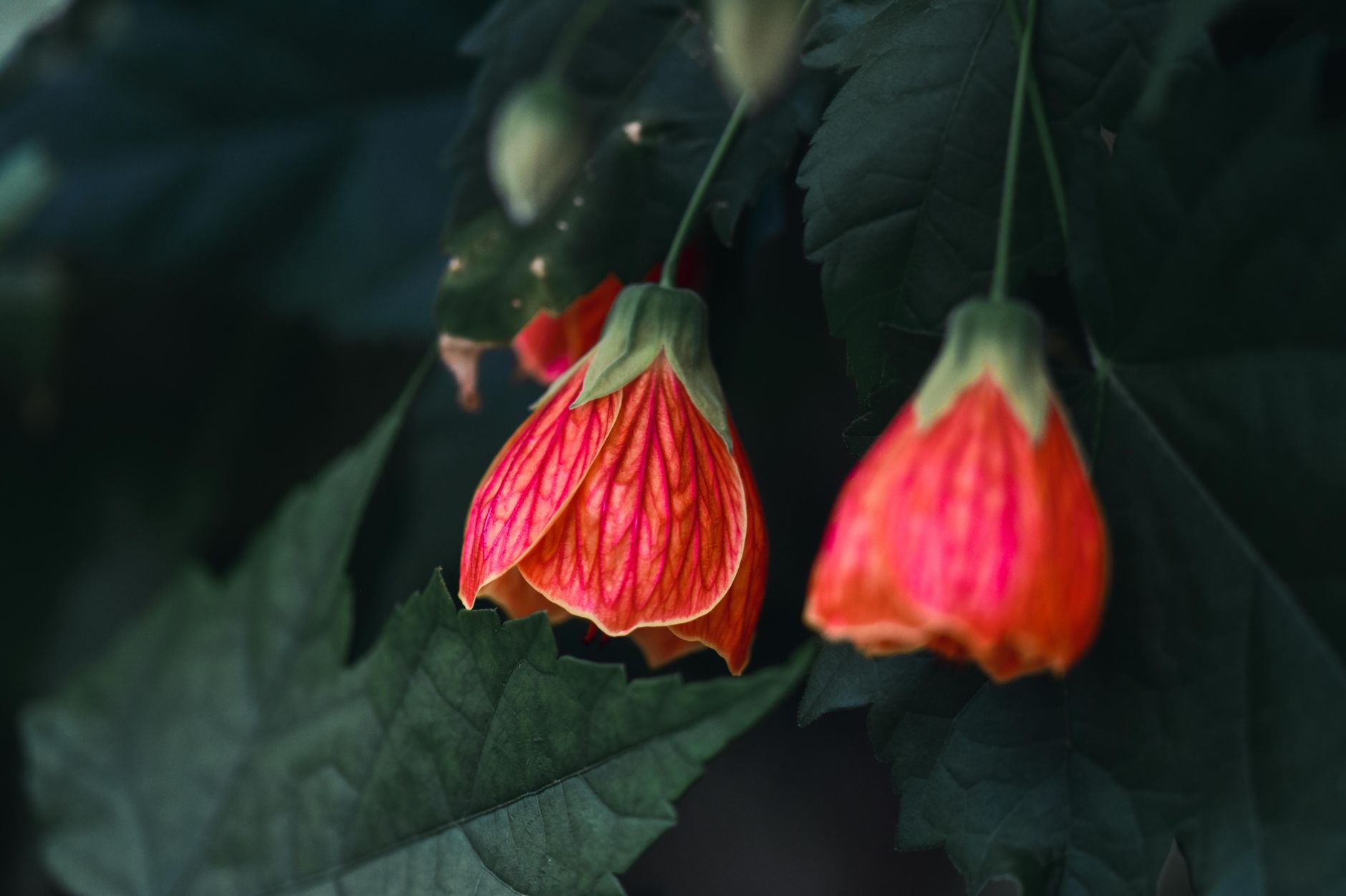 Starostlivosť o Abutilon megapotamicum na svetlom mieste v interiéri