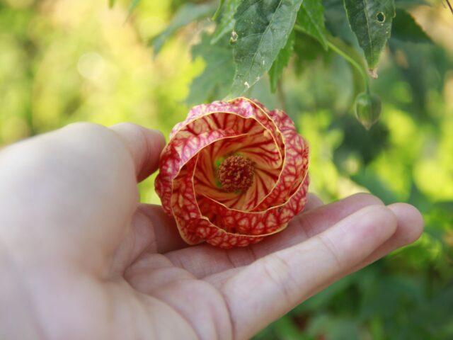 Starostlivosť o Abutilon × hybridum v domácom pestovaní