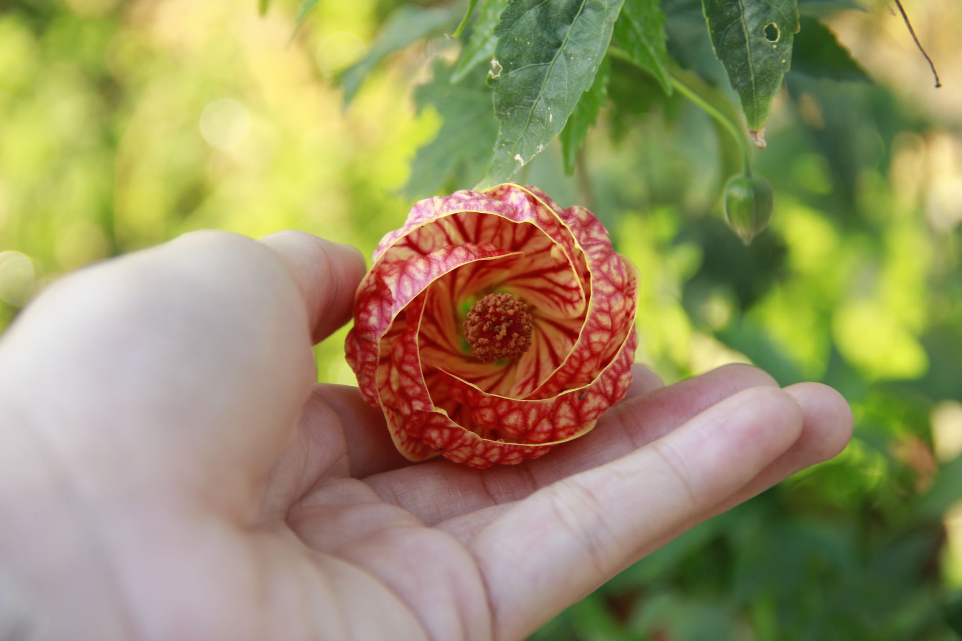 Starostlivosť o Abutilon × hybridum v domácom pestovaní