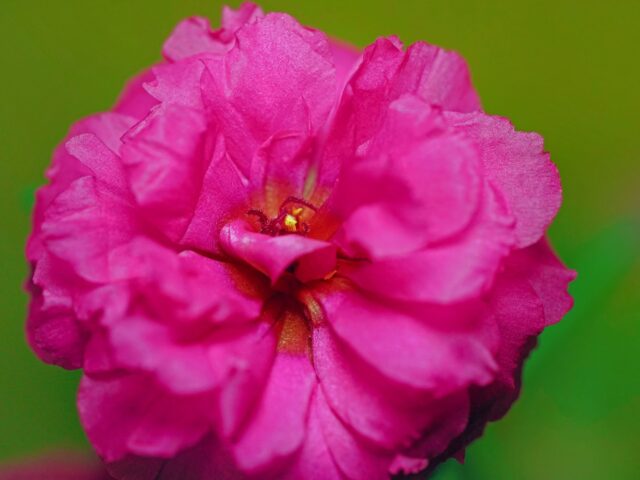 Starostlivosť o Achimenes grandiflora v domácom pestovaní