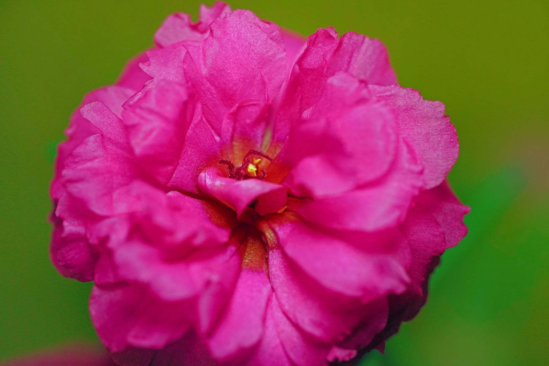 Starostlivosť o Achimenes grandiflora v domácom pestovaní
