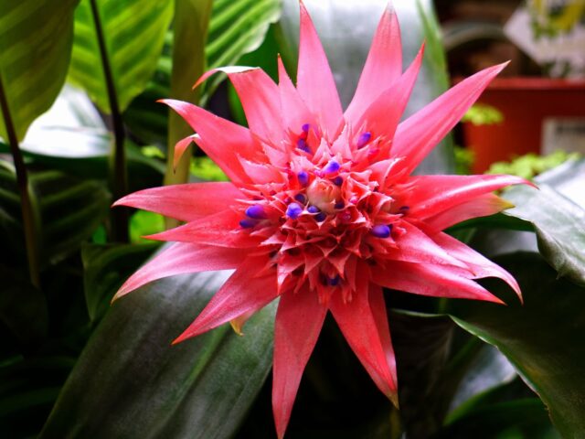 Starostlivosť o Aechmea miniata v interiéri